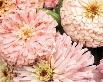 NEW! 20 Seeds ZINNIA / Ballerina / Zinnia elegans