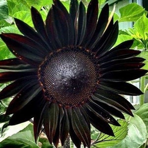 Black Beauty Sunflower Seeds | Rare Dark Burgundy Sunflower | 10 Seeds | Cut Flower Garden | Pollenless | Tall Heirloom Annual