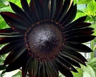10 seeds Black Beauty Sunflower