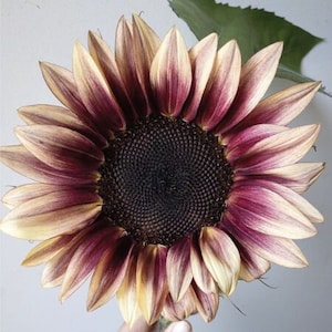 May include: A close-up of a sunflower with burgundy and cream petals. The centre of the sunflower is dark brown and has a spiral pattern.