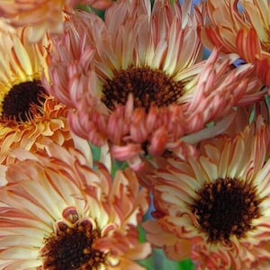 May include: Close-up of a bunch of orange and white chrysanthemums with a ruffled appearance. The flowers have a dark brown centre and are arranged in a cluster.