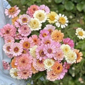 May include: A bouquet of pink, white and orange zinnias. The flowers are arranged in a loose, natural style.