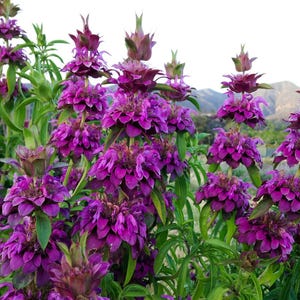 Peut inclure: Un gros plan sur un groupe de fleurs de bergamote violettes en fleurs. Les fleurs sont disposées en forme de pyramide et ont un aspect délicat et frisé. Les fleurs sont entourées de feuilles vertes.