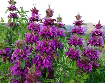50 seeds Bee Balm - Lemon Bergamot / Monarda citriodora / Oswego tea