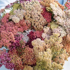 50 graines Pastels d'été aux graines d'achillée millefeuille / Fleurs sauvages / ACHILLEA MILLEFOLIUM