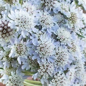 20 Scabiosa, Pincusion Star Flower, SCABIOSA STELLATA - gousses papyracées, utiles pour les bouquets frais et secs