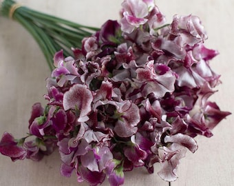 10 seeds Sweet Pea Wiltshire Ripple Lathyrus odoratus