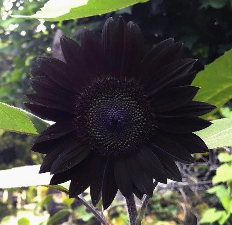 Black Beauty Sunflower Seeds | Rare Dark Burgundy Sunflower | 10 Seeds