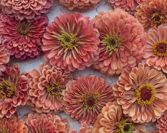 25 seeds Zinnia ‘Benary’s Giant Salmon Rose’ / Zinnia elegans / Cottage Flower / English Garden / Cut Flower