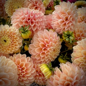 May include: A close-up of peach-coloured dahlia flowers. The flowers have multiple layers of petals, with some blooms fully open and others still in bud. Green buds and stems are visible among the flowers.