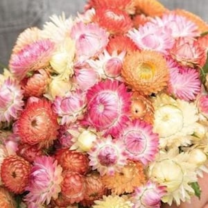 50 seeds Strawflower Seashells MixHelichrysum bracteatum
