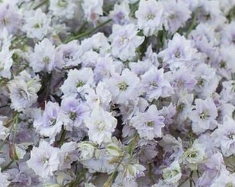 25 seeds Larkspur 'Smokey Eyes' Consolida ambigua / Cottage Garden Flower