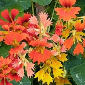 Peut inclure: Un groupe de fleurs orange et jaunes vives aux pétales frisés. Les fleurs poussent sur une vigne avec des feuilles vertes.