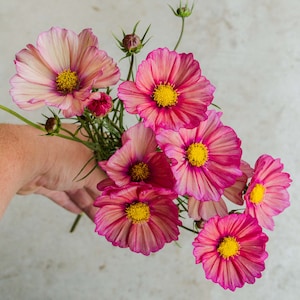 20 seeds Cosmos ‘Xsenia’ Cosmos bipinnatus