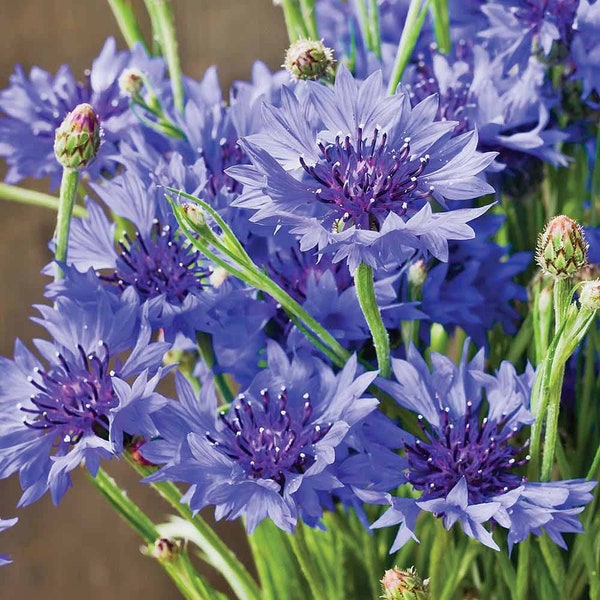 50 seeds Bachelor's Buttons ‘Blue Diadem' (Cornflower) Edible Centaurea cyanus