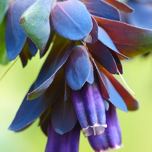 Peut inclure: Gros plan sur un groupe de fleurs bleues et violettes aux pétales délicats. Les fleurs sont disposées en forme de cloche et ont une texture douce et veloutée.