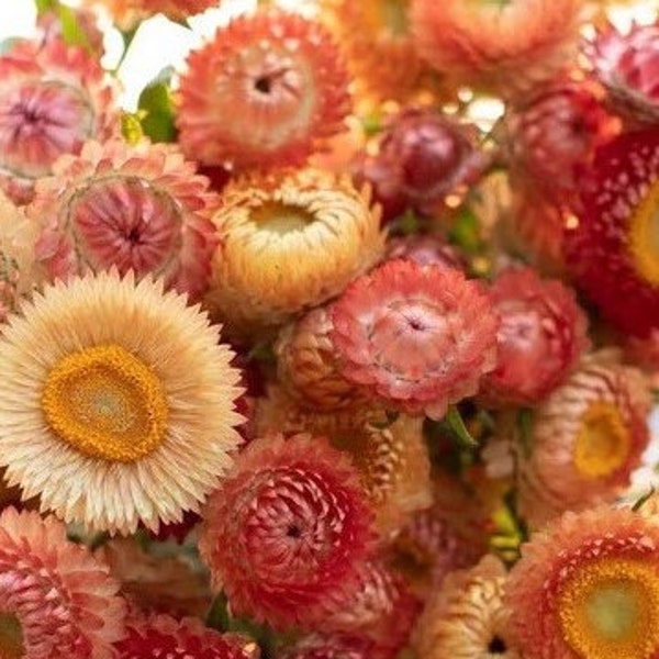 50 seeds Strawflower Apricot Mix Helichrysum bracteatum