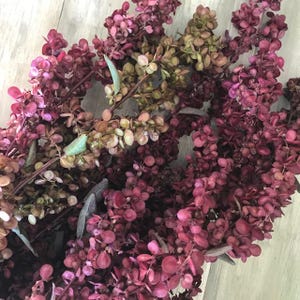 May include: A bunch of dried burgundy-coloured foliage with small round leaves. The foliage is arranged in a loose bundle and has a natural, rustic look.