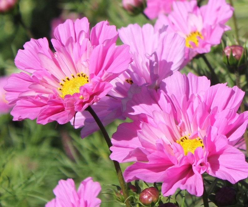 50 Seeds Cosmos Double Dutch Rose Cosmos Bipinnatus - Etsy