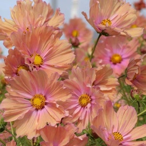Peut inclure: Un groupe de fleurs de cosmos délicates de couleur pêche avec des bords roses. Les fleurs ont des centres jaunes et sont en pleine floraison.