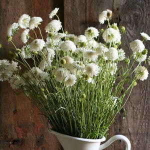 20 graines Scabiosa atropurpurea, fleur en pelote « Snow Maiden »