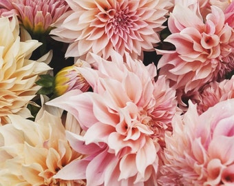 1 Dahlia 'Cafe Au Lait' (1 Tuber)