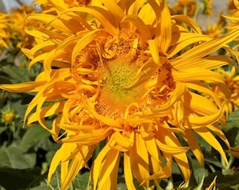 15 graines de tournesol « Just Crazy » / Helianthus annuus / Fleur coupée / Annuelle