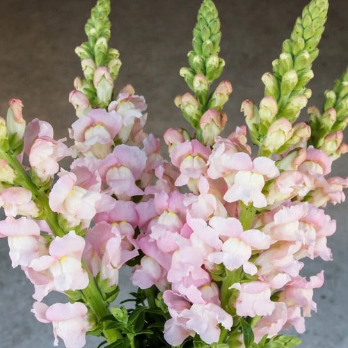 25 seeds Snapdragon ‘Costa Silver’ Antirrhinum majus