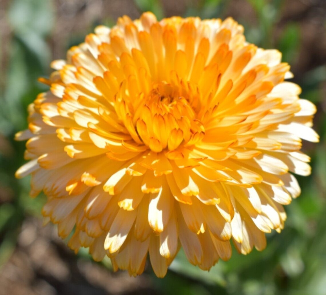 20 Seeds Calendula Pacific Apricot Beauty Calendula - Etsy Canada