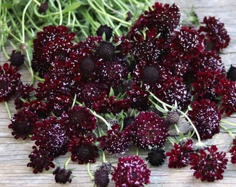 20 seeds Scabiosa 'Black Knight' - Pincushion Flower