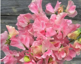5 seeds rare Sweet Pea 'John Grey' Lathyrus odoratus