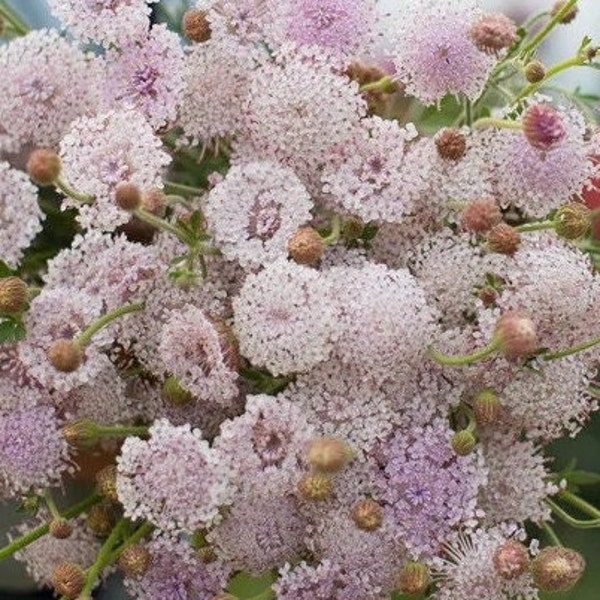 Lacy Didiscus Seeds Etsy