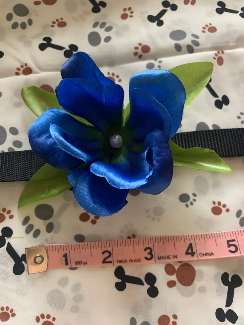 collar flower