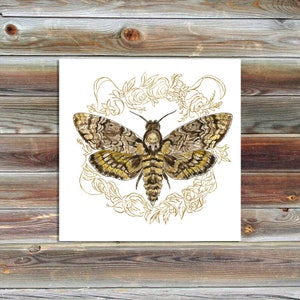 Gilded Order : Death&#39;s-Head Hawkmoth - Print
