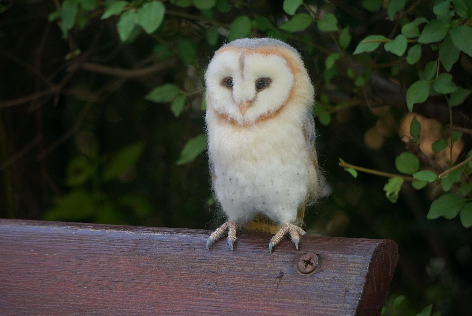 Taxidermy owl - Etsy México, image size:1616x1080