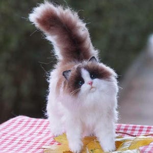 Peut inclure: Un chat ragdoll blanc et brun aux yeux bleus se tient sur une nappe à carreaux rouge et blanc avec des feuilles jaunes. Le chat a une longue queue moelleuse.