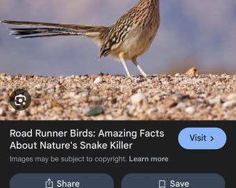 Handmade Needle Felted Great Road Runner -An Adorable & Unique Woolen Sculpture-Perfect Gift for Bird Lover