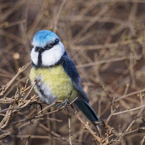 Może przedstawiać: Modraszka z niebieską głową, białym brzuchem i żółtym brzuchem siedzi na gałęzi. Ptak ma czarne oko i długi, cienki dziób.