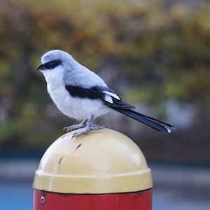 Peut inclure: Un petit oiseau au plumage gris, noir et blanc perché sur un objet arrondi jaune et rouge. L'oiseau a un bec noir et regarde vers la droite. L'arrière-plan est flou avec des nuances de vert et de marron.