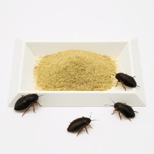May include: A white ceramic dish filled with a light brown powder, surrounded by four black and brown roaches.