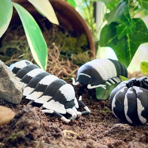 Puede incluir: Tres figuras articuladas de cochinillas impresas en 3D con un patrón de rayas blancas y negras de alto contraste. Dos de los modelos de insectos están extendidos en posición de gateo, mientras que el tercero está hecho una bola.
