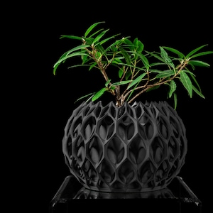 Könnte beinhalten: Ein schwarzer, kugelförmiger Pflanztopf mit einem geometrischen Wabenmuster. Der Pflanztopf enthält eine kleine grüne Pflanze mit mehreren Zweigen und Blättern. Der Pflanztopf steht auf einer klaren, reflektierenden Oberfläche vor schwarzem Hintergrund.