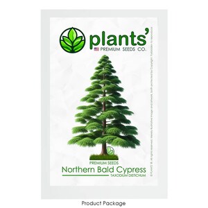 Northern Bald Cypress Tree | Premium Seeds | Taxodium distichum &#39;Summer&#39; | Plants&#39;®