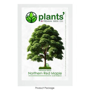 Northern Red Maple Tree | Premium Seeds | Acer rubrum &#39;Summer&#39; | Plants&#39;®