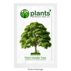 Field Maple Tree | Premium Seeds | Acer campestre &#39;Summer&#39; | Plants&#39;®
