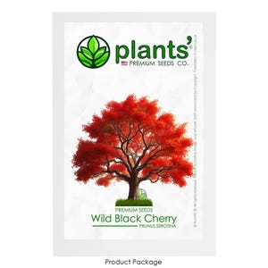 Wild Black Cherry Tree | Premium Seeds | Prunus serotina &#39;Fall&#39; | Plants&#39;®