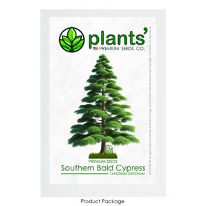 Southern Bald Cypress Tree | Premium Seeds | Taxodium distichum &#39;Summer&#39; | Plants&#39;®