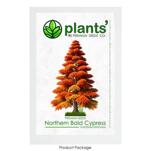 Northern Bald Cypress Tree | Premium Seeds | Taxodium distichum &#39;Fall&#39; | Plants&#39;®