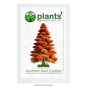 Southern Bald Cypress Tree | Premium Seeds | Taxodium distichum &#39;Fall&#39; | Plants&#39;®