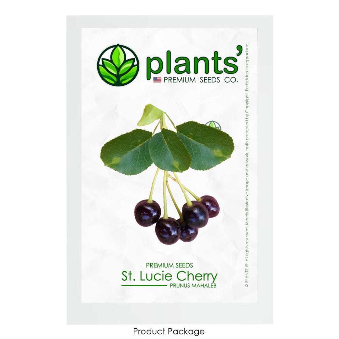 St. Lucie Cherry | Premium Seeds | Prunus Mahaleb 'fruit' | Plants'® - Etsy